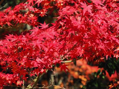 紅葉 秋 日本 自然 風景 紅葉 秋 日本 自然 風景の写真