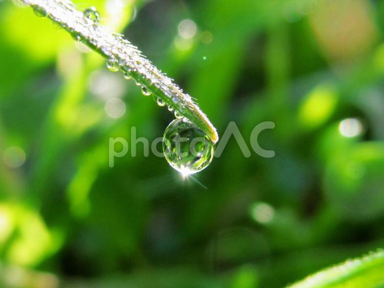 水滴と朝の光Water drops 水滴,朝つゆ,水の写真素材