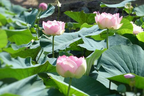 蓮の花 蓮の花の写真