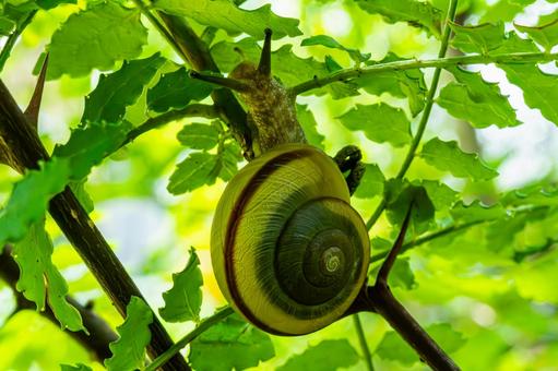 木陰のカタツムリ 木陰のカタツムリ カタツムリ,蝸牛,かぎゅうの写真素材