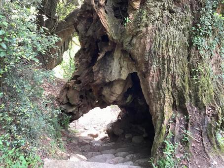 生樹の御門 生樹の御門 根っこ,門,木のトンネルの写真素材