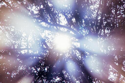 神々しい光芒が降り注ぐ樹冠の真下 光,太陽,木漏れ日の写真素材