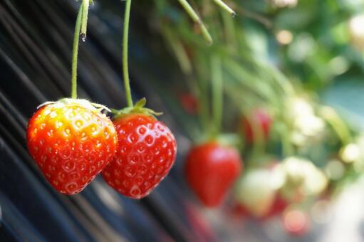 いちご狩りのいちご いちご狩りのいちごの写真