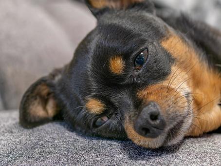 ソファで寝る小型犬・チワワ・ミニピン ソファで寝る小型犬・チワワ・ミニピンの写真