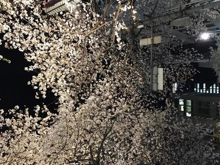 街の夜桜 街の夜桜の写真