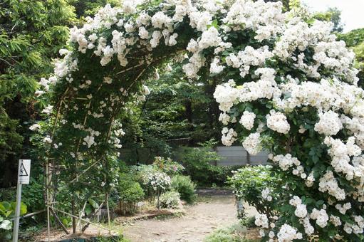 ばらのアーチ ばら,薔薇,アーチの写真素材