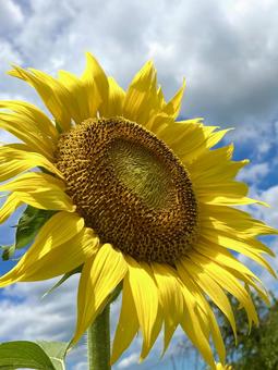 ひまわり　アップ ひまわり,向日葵,夏の写真素材