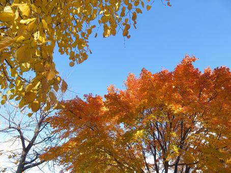 秋晴れの紅葉 秋晴れの紅葉 秋,紅葉,もみじの写真素材