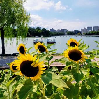 公園 公園 福岡,夏,公園の写真素材
