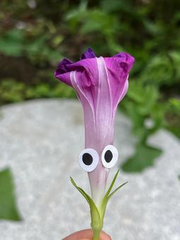アサガオの草花あそび アサガオの草花あそび 顔,表情,楽しいの写真素材