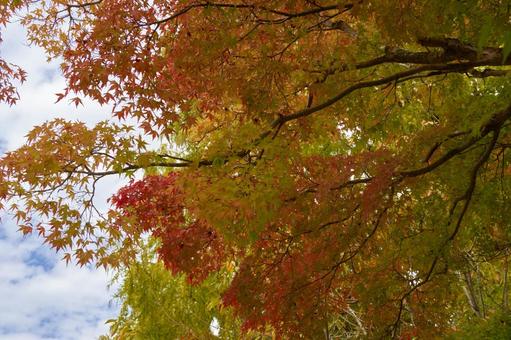 紅葉 紅葉の写真