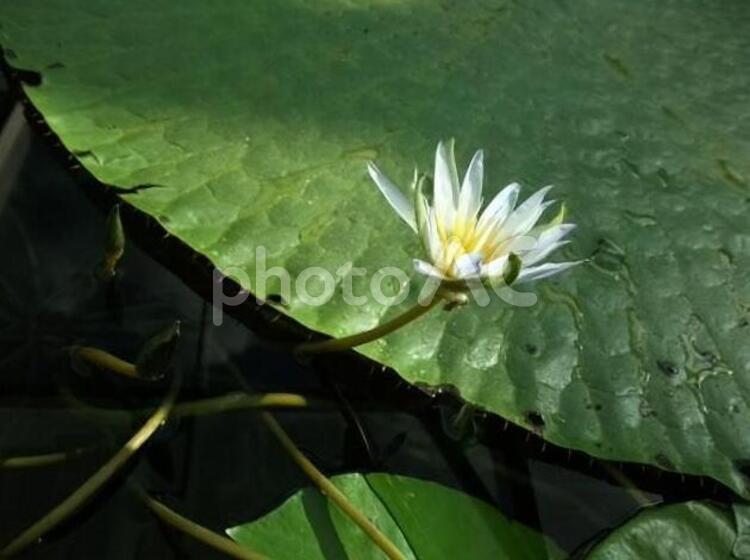 アデレードの植物園にて　2　　　　　 池,花,アデレードの写真素材