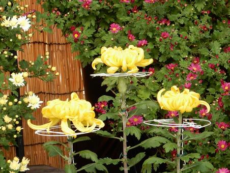 【花の写真】福山菊花展覧会の風景 キク,菊,菊花展の写真素材