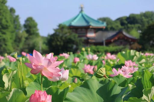 不忍池 蓮の花と弁天堂 青空 不忍池 蓮の花と弁天堂 青空の写真