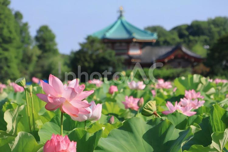 不忍池　蓮の花と弁天堂　青空 蓮の花,満開,ハスの写真素材