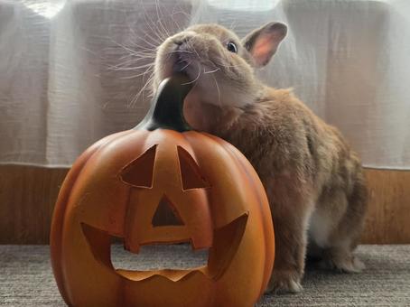 ハロウィンの飾りとうさぎ ハロウィンの飾りとうさぎの写真