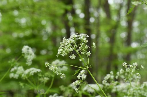 Photo, shaku, wild vegetables, plant, 