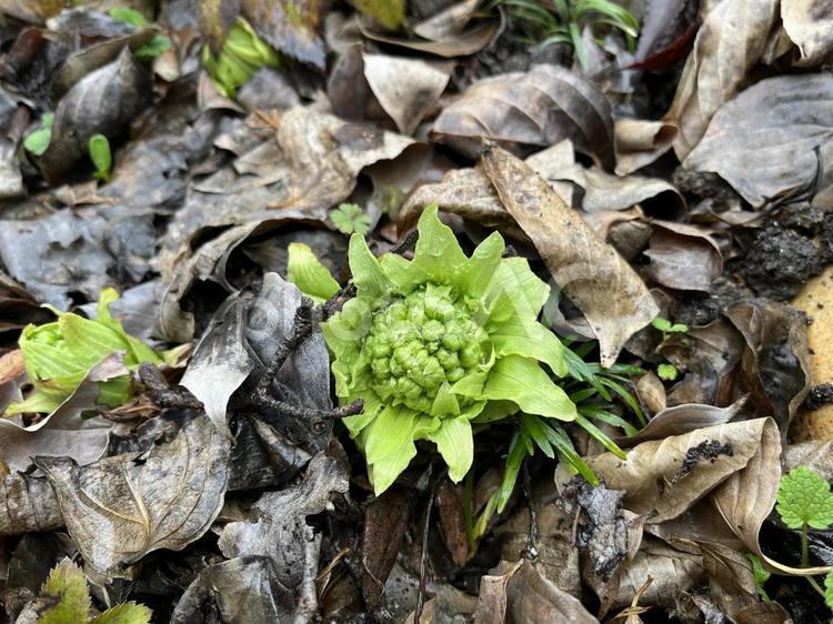ふきのとう ふきのとう,蕗の薹,フキノトウの写真素材