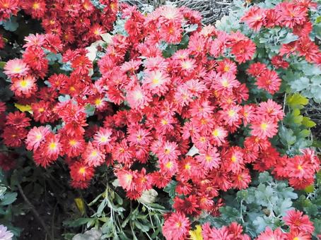 鮮やかに咲く菊の花 鮮やかに咲く菊の花 菊,花,キクの写真素材