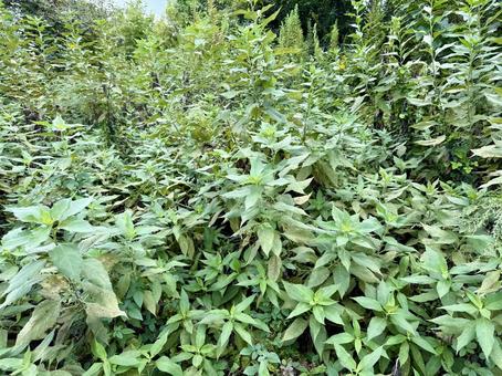 雑草 雑草 雑草,草,自然の写真素材