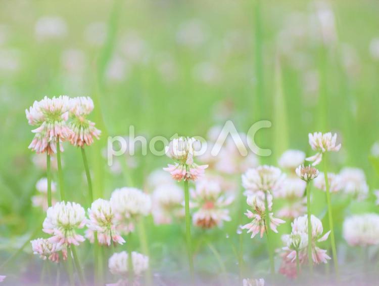 春の草花のシロツメクサ シロツメクサ,花,草原の写真素材