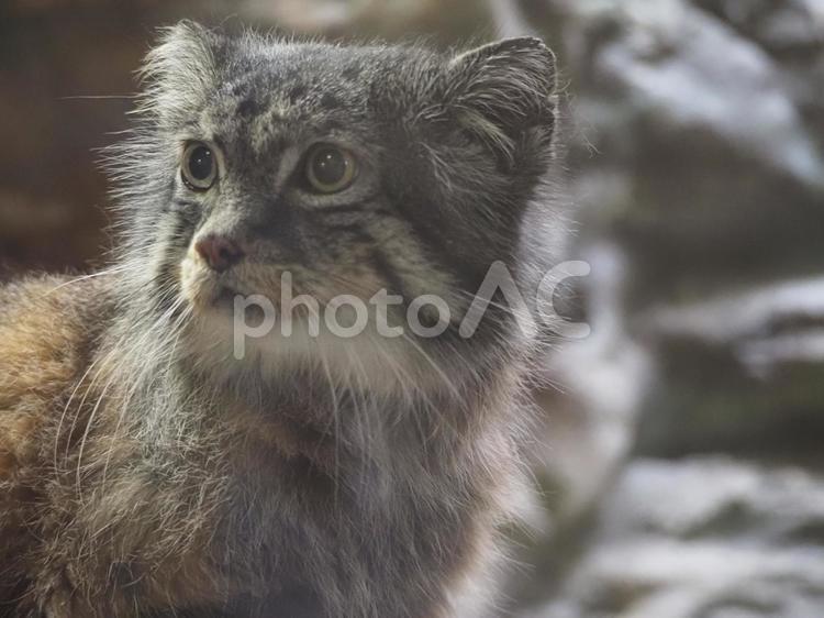 上野動物園のマヌルネコ マヌルネコ,ねこ,猫の写真素材