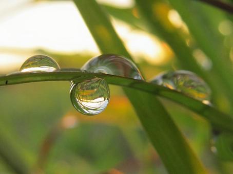 水滴と朝の光Water drop 水滴と朝の光Water dropの写真