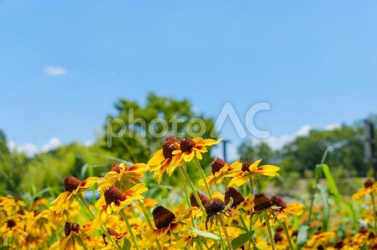 夏空の下で咲き誇るルドベキアの群生 ルドベキア,花,花びらの写真素材