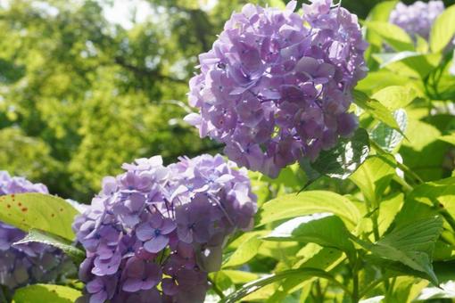 紫陽花 紫陽花の写真