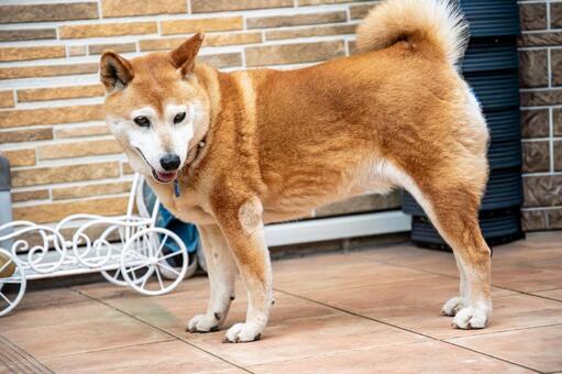 お散歩から戻った柴犬 犬,柴犬,イヌ科の写真素材