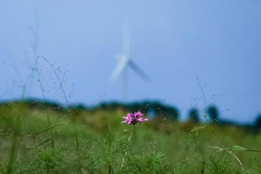 ＜素材＞咲き始めたコスモス畑と風力発電機 コスモス,コスモス畑,風力発電の写真素材