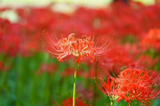 ヒガンバナ ヒガンバナ ヒガンバナ,花,秋の写真素材