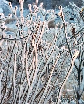 夕陽に輝く霧氷 霧氷,寒波,寒冷地の写真素材