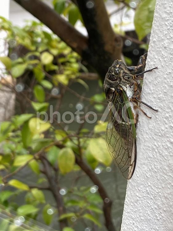 室内から撮ったセミ1 蝉,セミ,虫の写真素材