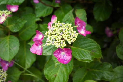 季節の花920 季節の花920の写真