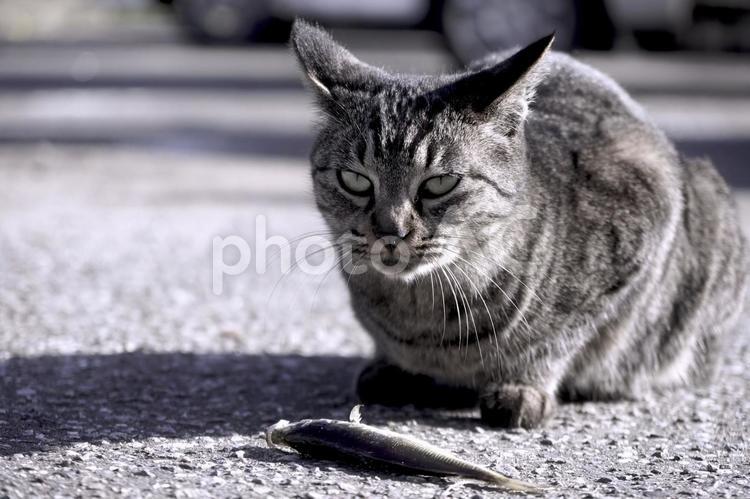 魚をもらった野良猫 猫,ネコ,ねこの写真素材