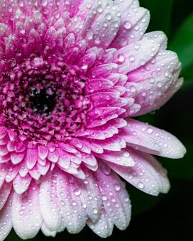 Pink gerbera (vertical, with water droplets), JPG Pink gerbera (vertical, with water droplets), JPG