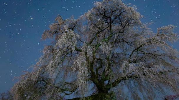 天の川の下で眠る桜の大樹 天の川の下で眠る桜の大樹 桜,大木,星空の写真素材