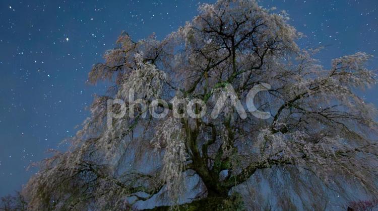 天の川の下で眠る桜の大樹 桜,大木,星空の写真素材