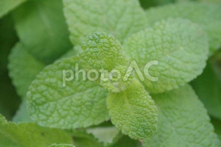 爽やかな緑、アップルミントの葉(アップ) アップルミント,夏,花の写真素材