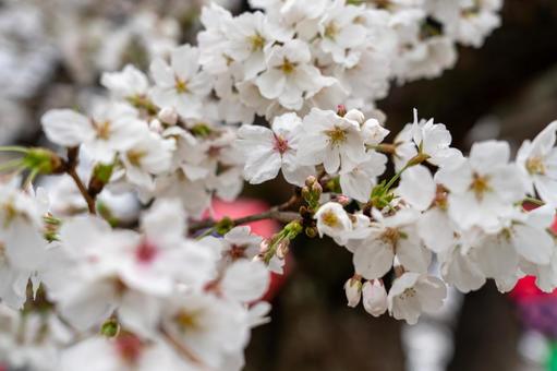 Photo, cherry blossoms, spring, landscape, 