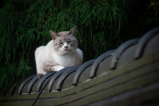 塀の上に座る野良ネコ ネコ,野良ネコ,塀の写真素材