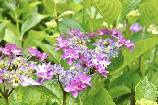 ハート型の紫陽花 ハート型の紫陽花 あじさい,アジサイ,花の写真素材