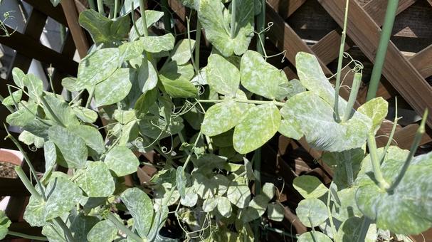 Snap pea powdery mildew, JPG