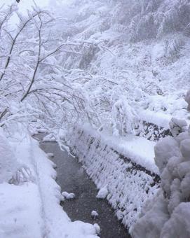大雪で木に積もった雪と川3 冬,大雪,雪の写真素材