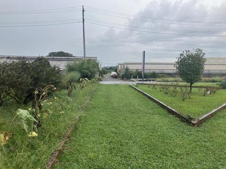 ガーデン④ ガーデン④ 公園,ガーデン,ハーブの写真素材