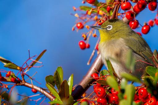 Pyracantha and Japanese white-eye copy space, JPG Pyracantha and Japanese white-eye copy space, JPG