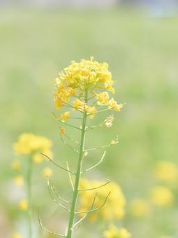 緑背景ハイキー調彩度低めの菜の花アブラナの写真