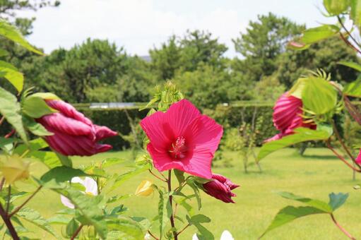 一日でしぼむハイビスカスの写真
