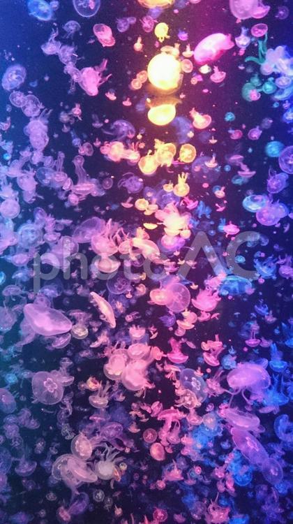 水族館　クラゲの水槽 クラゲ,海月,くらげの写真素材
